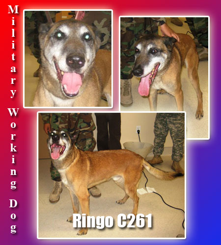 ringo index